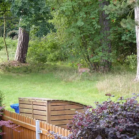 Im Wald Mit Kamin Bad Harzburg